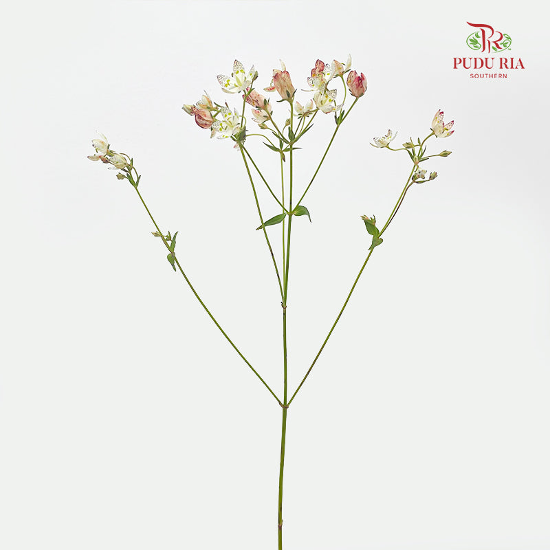 Nirvana Flower - (Per Bundle)