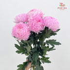 Peony Chrysanthemum Dyed Pink 牡丹菊 - (5 Stems)