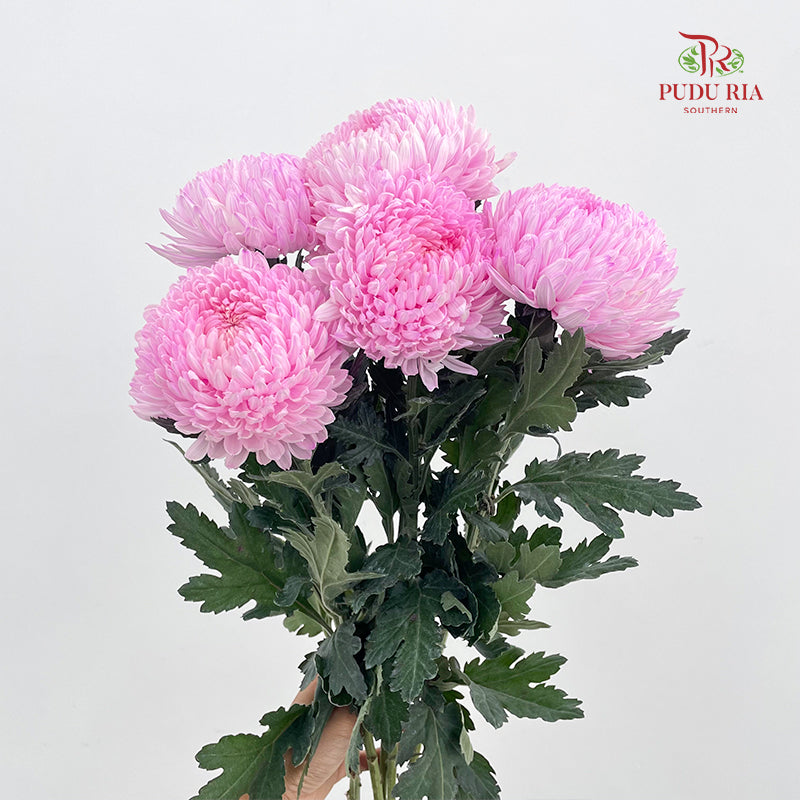 Peony Chrysanthemum Dyed Pink 牡丹菊 - (5 Stems)