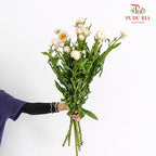 Helichrysum Bracteatum - (Per Bundle)