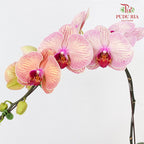 Phalaenopsis Orchid Tone Pink Big Single Stem