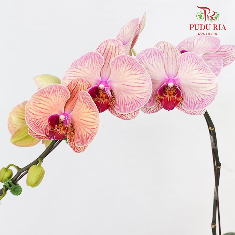 Phalaenopsis Orchid Tone Pink Big Single Stem