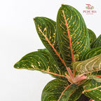 Aglaonema Night Fairy 粗肋草