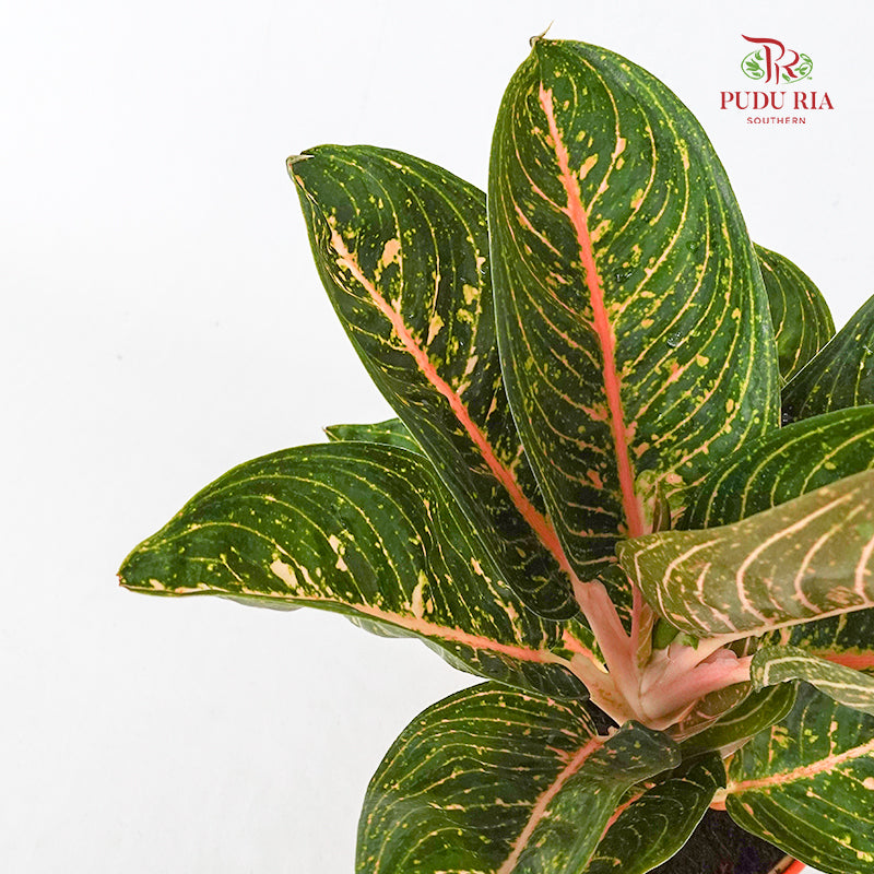 Aglaonema Night Fairy