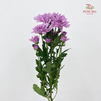 Chrysanthemum Pompom Soft Purple 1 - (10-12 Stems)