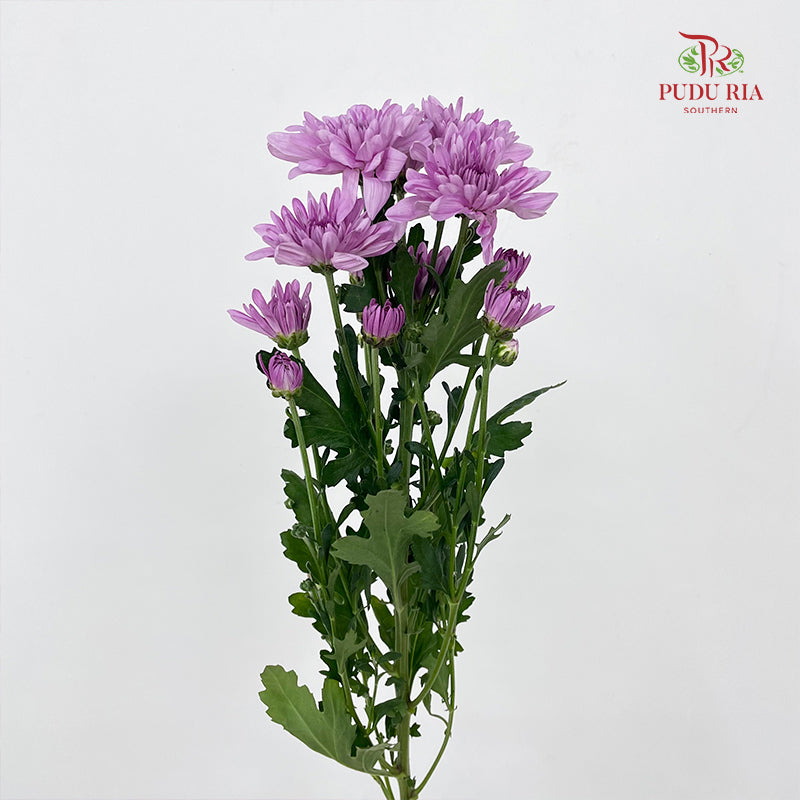 Chrysanthemum Pompom Soft Purple 1 - (10-12 Stems)