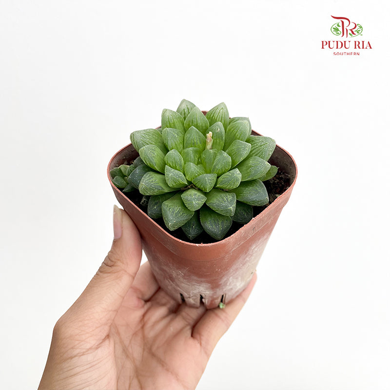 Haworthia Cooperi Pilifera