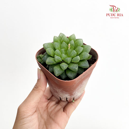 Haworthia Cooperi Pilifera
