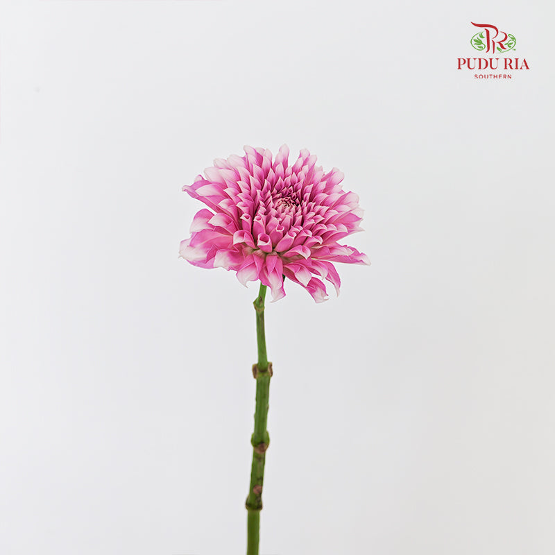 Dahlia Pink - (Per Bundle)