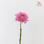Dahlia Pink - (Per Bundle)