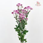 Chrysanthemum Pompom Button Purple - (10-12 Stems)