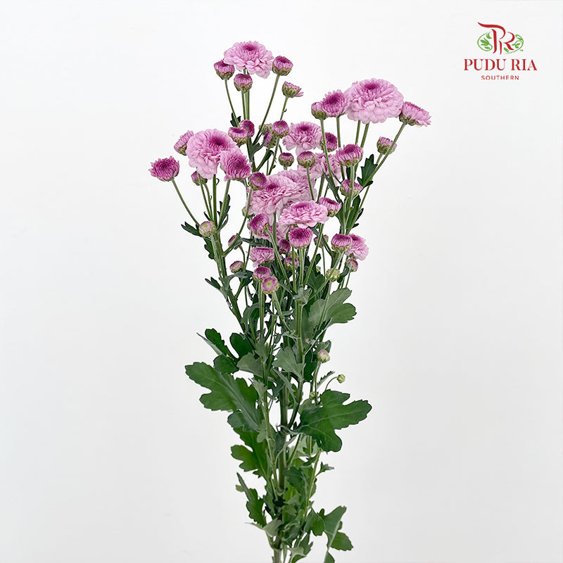 Chrysanthemum Pompom Button Purple - (10-12 Stems)