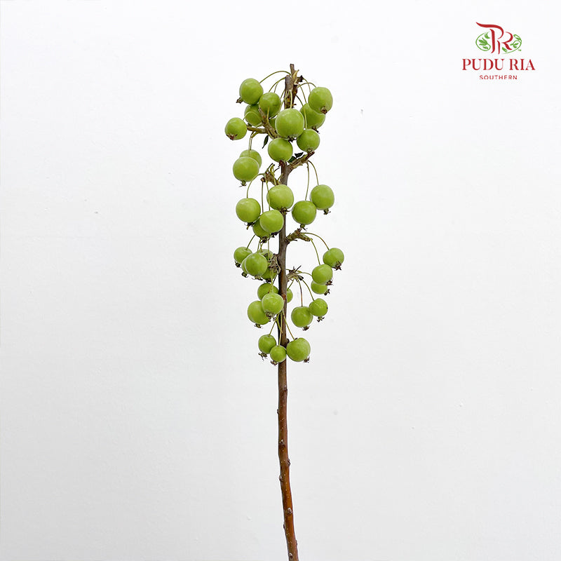 Malus Green - (Per Bundle)