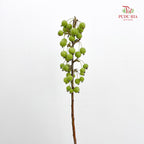 Malus Green - (Per Bundle)