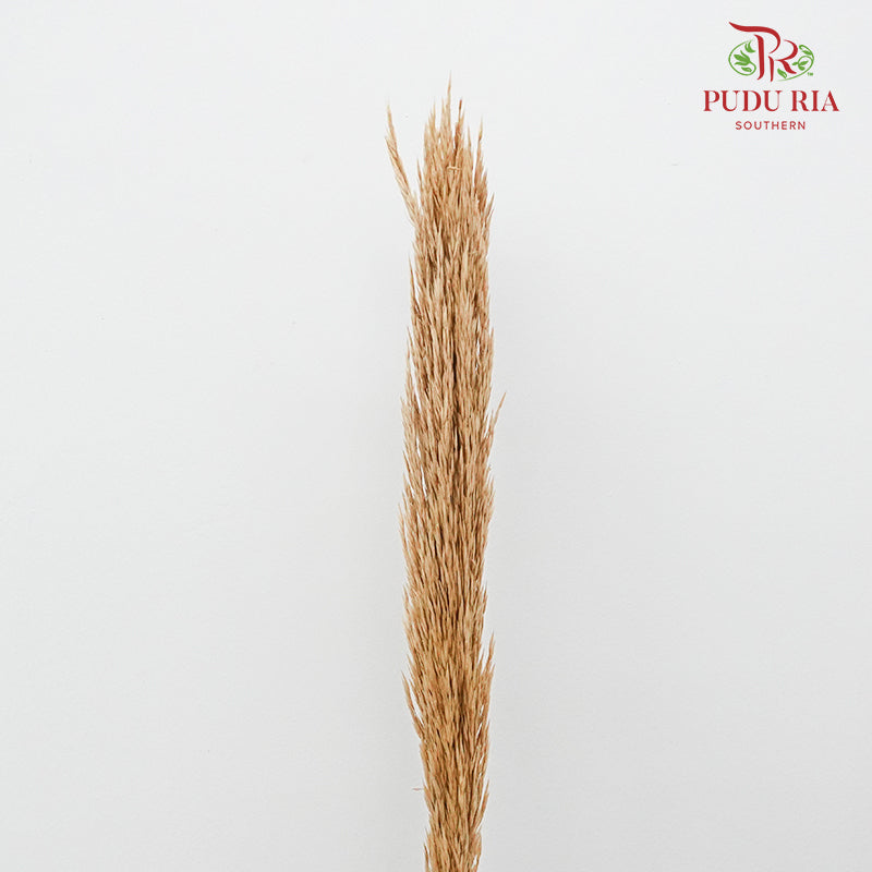 Dry Erianthus - Pudu Ria Florist Southern