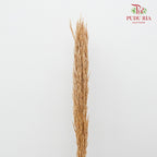 Dry Erianthus - Pudu Ria Florist Southern