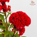 Celosia Red 鸡冠花 - (5 Stems)