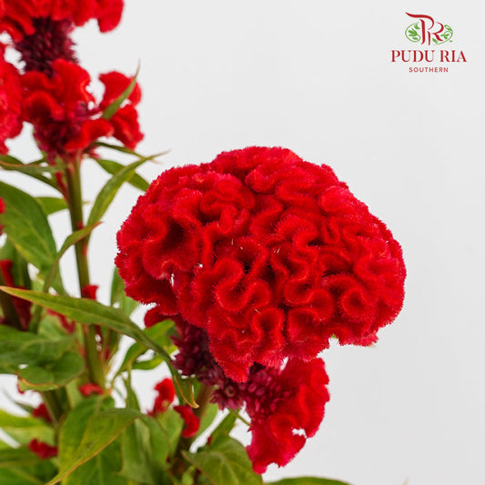 Celosia Round Red - (5 Stems)