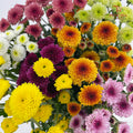 Chrysanthemum Sugar Rush  Santini / Calimero
