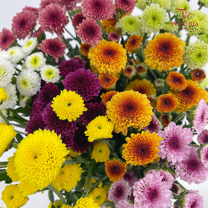 Chrysanthemum Sugar Rush  Santini / Calimero