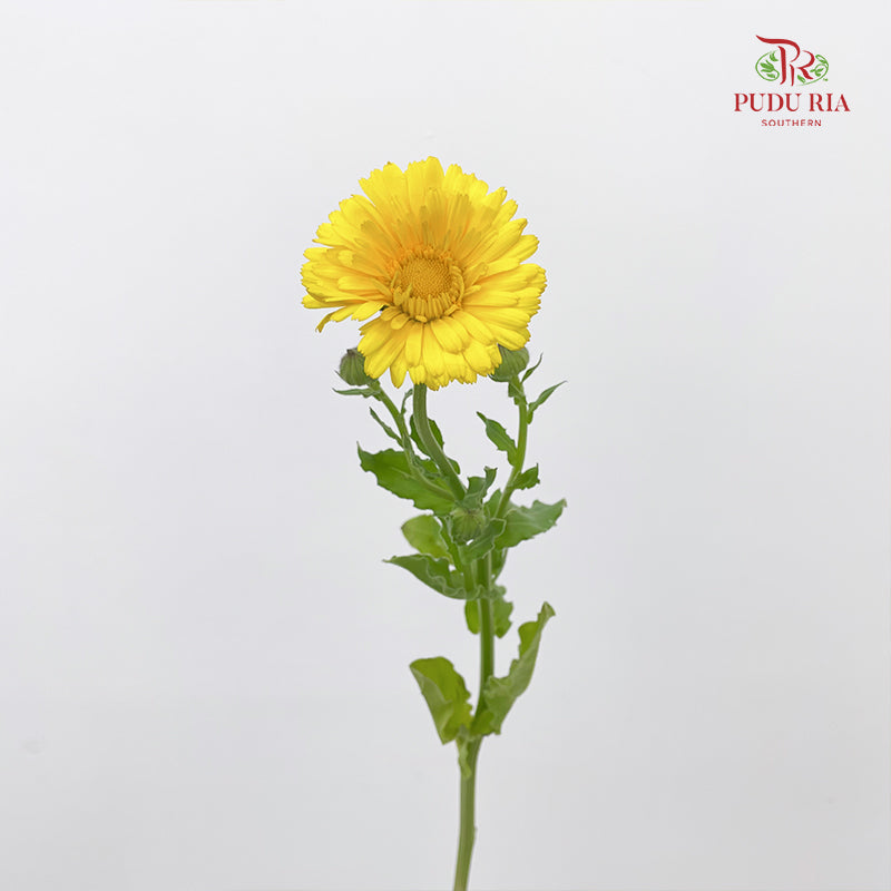Marigold Yellow - (8-10 Stems)