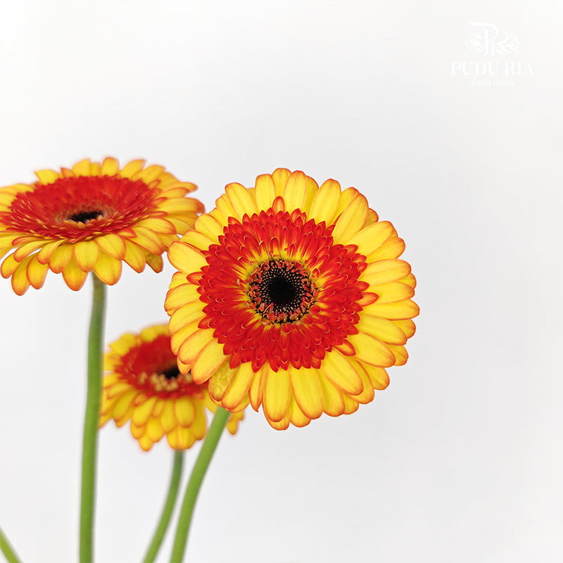 Gerbera Mini Decora - (5 Stems)