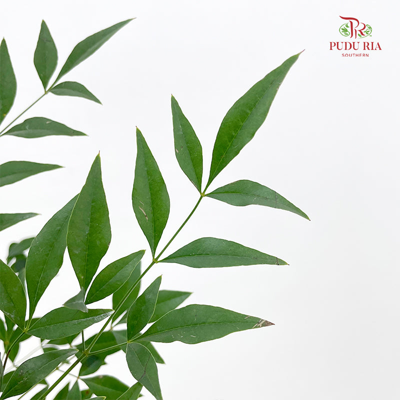 Nandina Domestic Green 南天竹 - (Per Bundle)