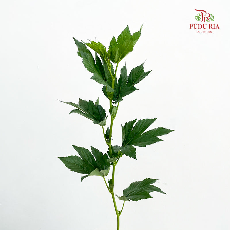 Maple Leaf/Fruit - (Per Bundle)