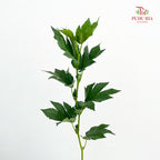 Maple Leaf/Fruit - (Per Bundle)