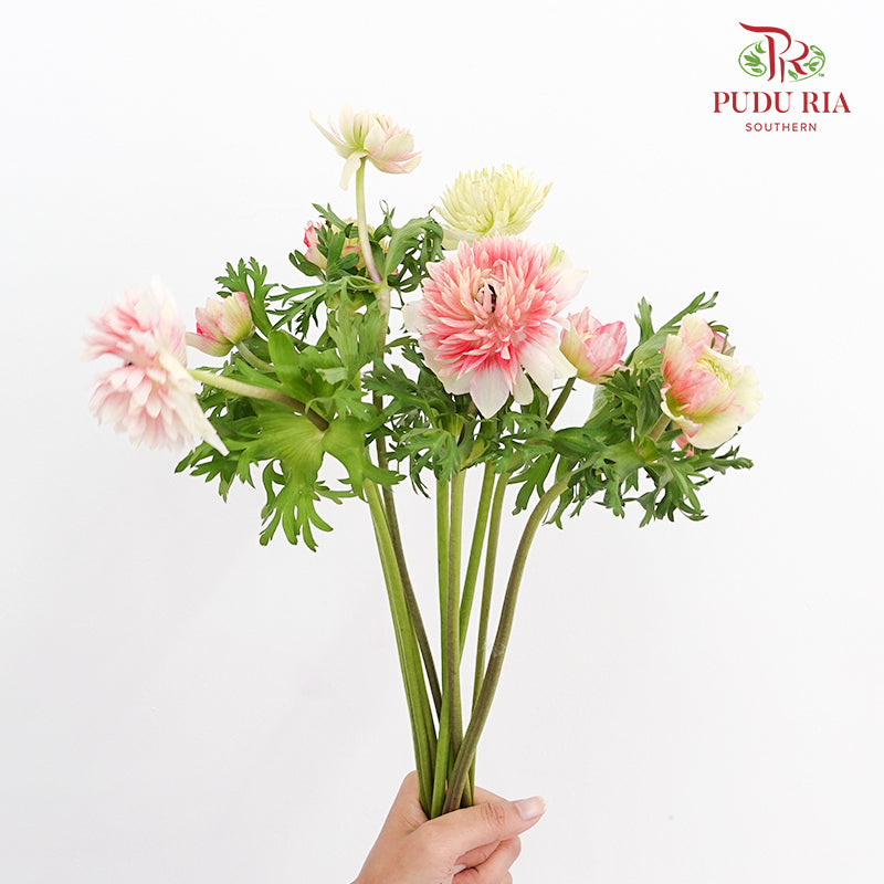 Anemone Pink 银莲花 - (Per Bundle)