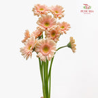 Gerbera Mini Champagne 非洲菊 - (8-10 Stems)
