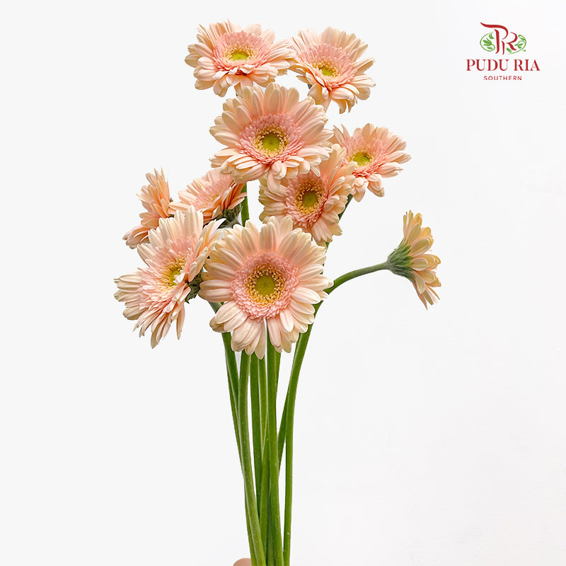 Gerbera Mini Champagne 非洲菊 - (8-10 Stems)