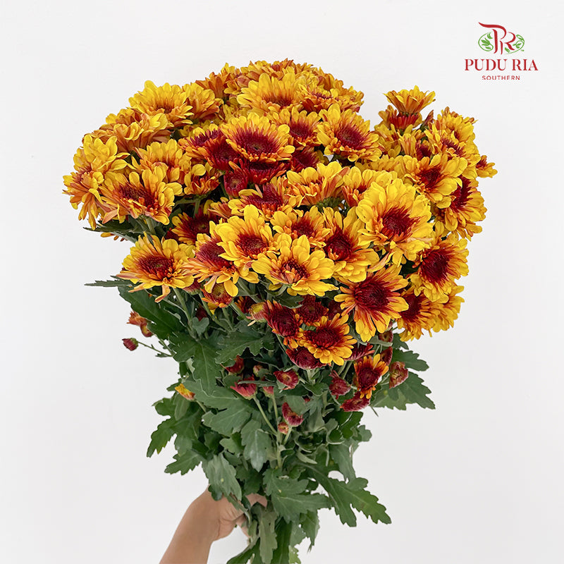 Chrysanthemum Pompom Brown / Yellow 2 - (10-12 Stems)