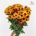 Chrysanthemum Pompom Brown / Yellow 2 - (10-12 Stems)