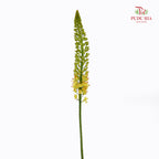 Eremurus Shelf - (2 Stems)