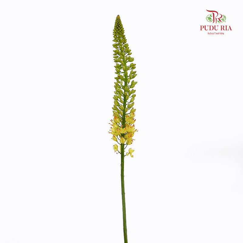 Eremurus Shelf - (2 Stems)