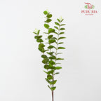 CNY Artificial Eucalyptus Spray 79cm  - Green/Gold (5 Stems)
