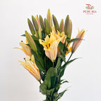 Lily Orange Sunset 百合 - (5 Stems)