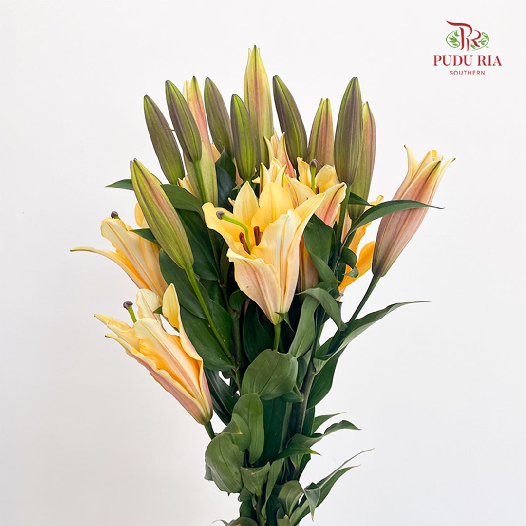 Lily Orange Sunset 百合 - (5 Stems)