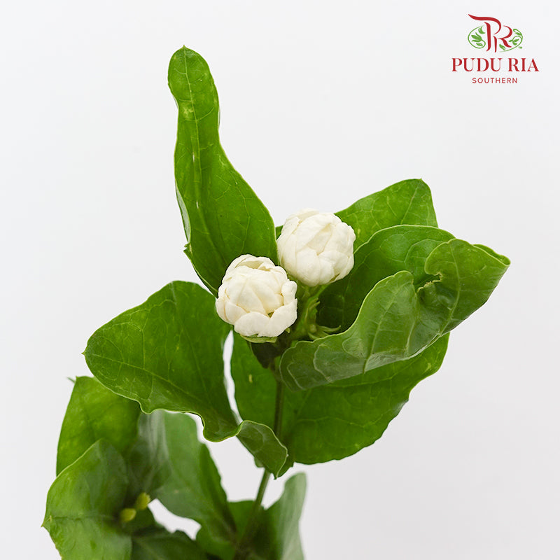 Jasmine Flower 茉莉花 - (Per Bundle)