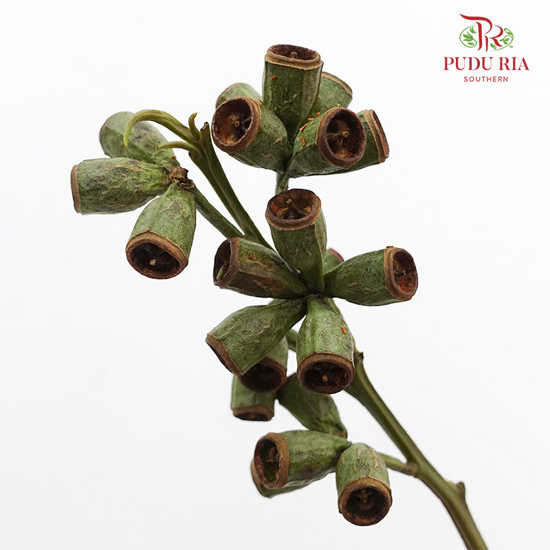 Bellgum (Ambernut Branches) 僵尸果 - (Per Bundle)