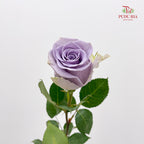 Rose Shocking Blue - (8-10 Stems)