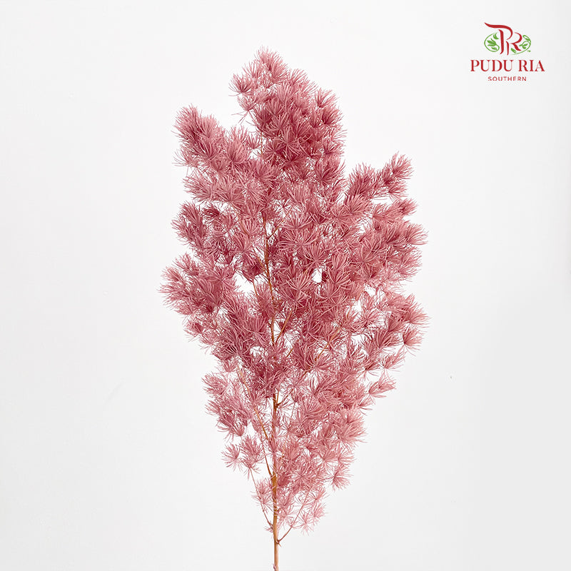 Preservative Asparagus Fern Lotus