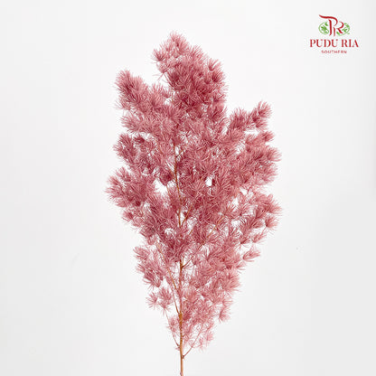 Preservative Asparagus Fern Lotus