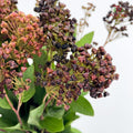 Viburnum Flower 荚蒾 - (Per Bundle)