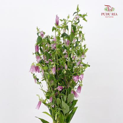 Spotted Bellflower (Campanula Punctata) 紫斑风铃草 - (Per Bundle)