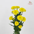 Chrysanthemum Calimero Pompom Miller Sunny - (10-12 Stems)