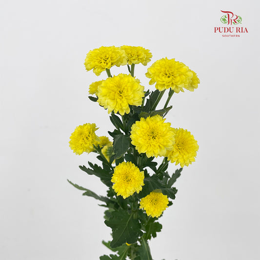 Chrysanthemum Calimero Pompom Miller Sunny - (10-12 Stems)