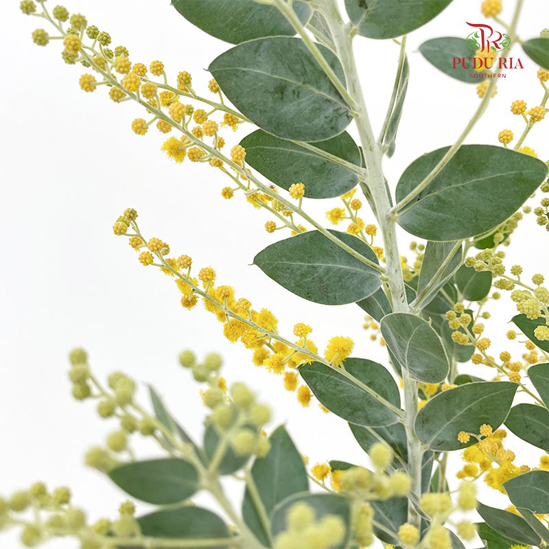 Acacia Mimosa 银叶金合欢 - (Per Bundle)