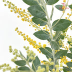 Acacia Mimosa 银叶金合欢 - (Per Bundle)